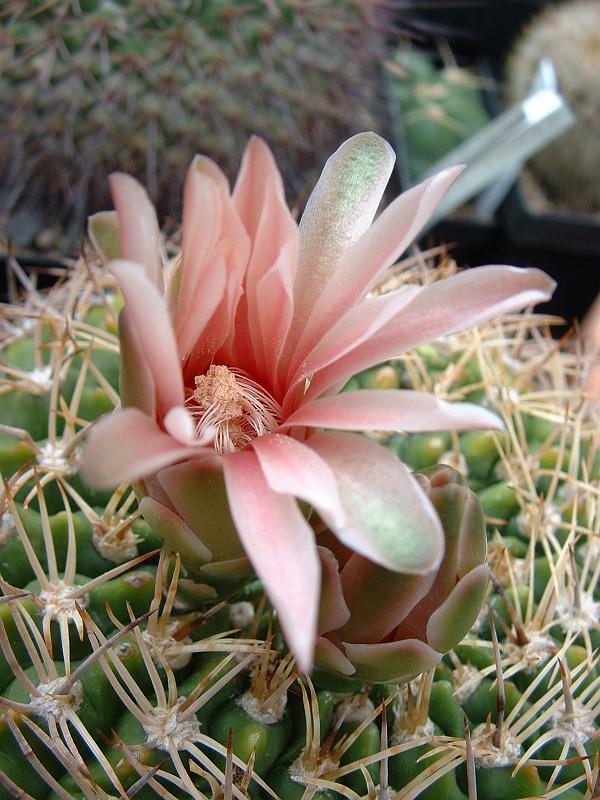 Gymnocalycium bicolor_1.JPG